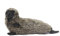 HANSA Plüschtier Robbe, Grau, 37 cm L