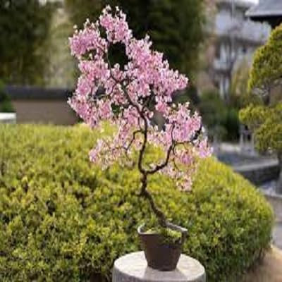 Nuovo Bonsai giapponese Sakura Semi 10pcs Cherry Colorful fioritura di piante per la casa e giardino Beautiful Flowers