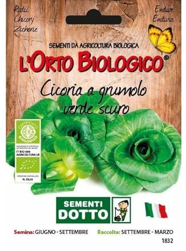 Idroponica Semi biologici di Cicoria Grumolo Verde Scuro