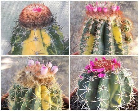 Melocactus VARIEDAD MIX variegadas variegata semilla cactus cactus globular 100 semillas