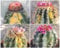 Melocactus VARIEDAD MIX variegadas variegata semilla cactus cactus globular 100 semillas