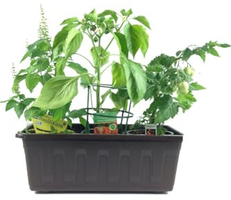 Naschgemüse der Grillsaison im 40cm Kasten Anthrazit!!! je 1 Pflanze Paprika Pflanze (mini Paprika), Topf Tomatenpflanze Cocktail Tomate & Strauchbasilikum
