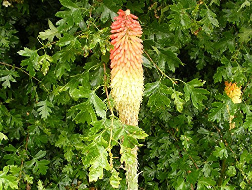25 X RED HOT Poker (KNIPHOFIA UVARIA GRANDIFLORA) Seeds - Garden Flower Patio Borders Plants Seeds