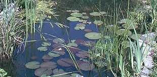 Über 25 Teichpflanzen, 10 Sorten mit Seerose