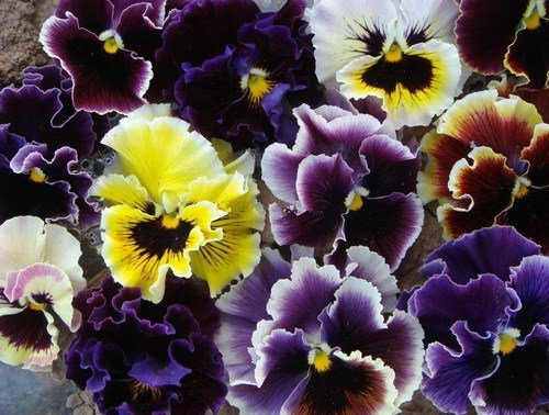 (VTC * Ambizu *) Fiori Viola Trcolor cornuta, viola cornuta Trcolor Semi, semi di fiori, circa 30 Particelle
