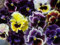 (VTC * Ambizu *) Fiori Viola Trcolor cornuta, viola cornuta Trcolor Semi, semi di fiori, circa 30 Particelle