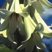 Just Seed - Flower - Cardiocrinum Giganteum - 20 Seed Yunnan Lily