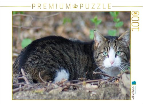 CALVENDO Puzzle Getigerte Hauskatze | 1000 Teile Lege-Größe 64 x 48 cm Foto-Puzzle für glückliche Stunden
