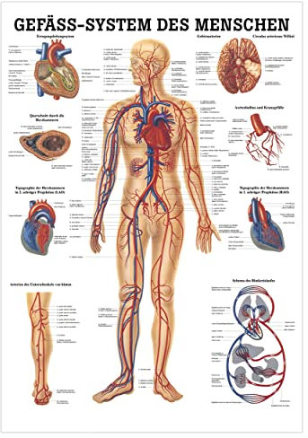 Das Gefäßsystem Lehrtafel Anatomie 100x70 cm medizinische Lehrmittel