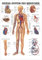 Das Gefäßsystem Lehrtafel Anatomie 100x70 cm medizinische Lehrmittel