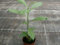 Exoga Baobab Affenbrotbaum Adansonia digitata Samen Baobabbaum