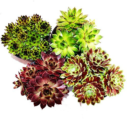 Sempervivum - Set of 4 different plants
