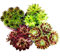 Sempervivum - Set of 4 different plants