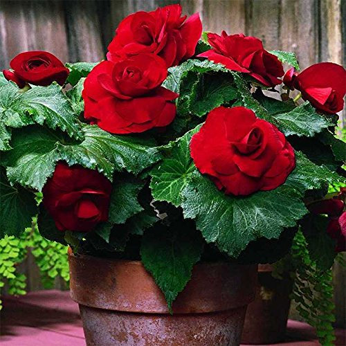 Double Begonia Red x 10 Flower Corms.Stunning Double Red Summer Blooms