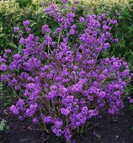 Liebesperlenstrauch - Schönfrucht - Callicarpa bodinieri - Profusion - dekorativer Fruchtschmuck - 40-60 cm