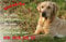 Nanyuk +++ Labrador Retriever - Metall Warnschild Schild Hundeschild Sign - LAB 48 T2 BLO