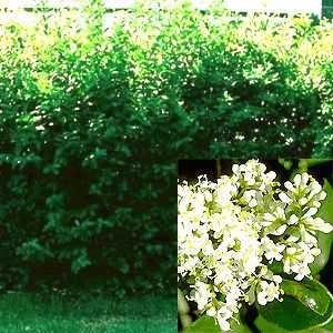 Mühlan Wasserpflanzen 50 Liguster Stecklinge reichen für 10 Meter Hecke