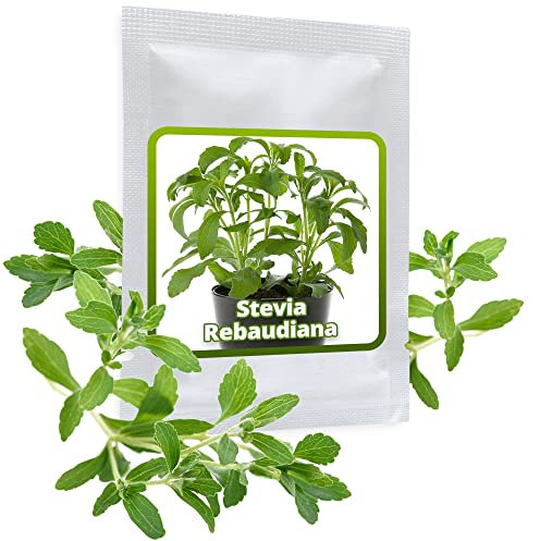 STEVIA SAMEN ca. 100 Stück/Pack - Süßkraut/Honigkraut