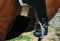Engel Reitsport | Lammfell Bauchgurtschoner 80x15cm Fell schwarz (Bagu)
