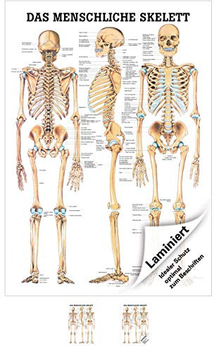 Sport-Tec Das menschliche Skelett Lehrtafel Anatomie 100x70 cm medizinische Lehrmittel