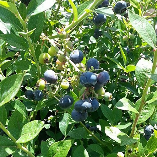Bluecrop, Kulturheidelbeere, süß und aromatisch, 30-40 cm groß im 3 Liter Topf