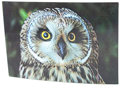 Cornelißen naTierliche Geschenke Cornelissen 3D-Postkarte Sumpfohreule, Wackelkarte Hologrammkarte, Ansichtskarte und Grußkarte, Vogel- und Greifvogelmotiv, 16 x 11 cm