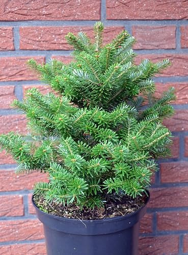Zwerg Korea-Tanne Abies koreana Molli 70-80 cm hoch mit Ballen | Winterhart, immergrün & pflegeleicht – kompakter Wuchs mit silberblauen Nadeln, dekorativ im Garten