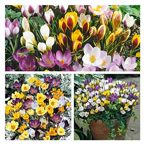 Crocus Species Mixed x 30 Flower Bulbs Size 5/7 Bright Spring Flowers Flowering from February. Easy to Grow