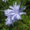 Shelled Warriors Chicory Seeds- Grow and feed your tortoise (10g 5000 seeds)