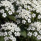 Anis, Pimpinella Anisum, 100 Samen