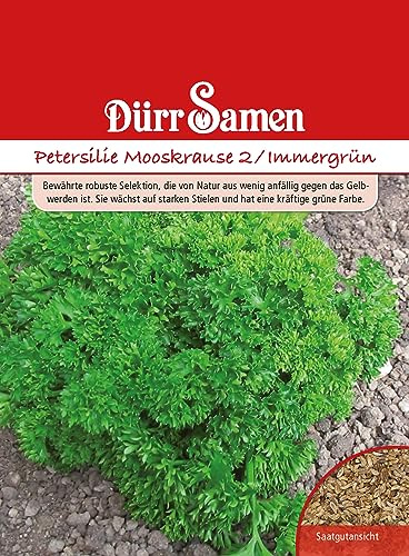Petersilie Samen Mooskrause 2 Immergrün Petersiliesamen ca 2500 Korn Küchenkräuter Kräutersamen Saatgut Mehrjährig Balkon Garten Hochbeet Kübel Dürr Samen