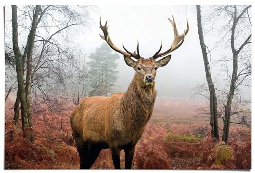 REINDERS Poster, Hirsch im Wald, Schlafzimmer, Poster, Wanddeko, Room Decor, 150 gr. glänzend Bilderdruckpapier, Braun, 61x91,5cm