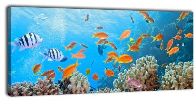 wandmotiv24 Leinwandbild Panorama Nr. 65 Unterwasserwelt 100x40cm, Keilrahmenbild, Bild auf Leinwand, Kunstdruck Riff Fische Koralle