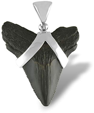 Starborn Fossiler Hai-Zahn als 925 Sterling Silber Anhänger