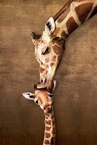 Giraffes Giraffen - Mother's Kiss Baby - Natur Poster Foto - Grösse 61x91,5 cm