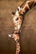 Giraffes Giraffen - Mother's Kiss Baby - Natur Poster Foto - Grösse 61x91,5 cm