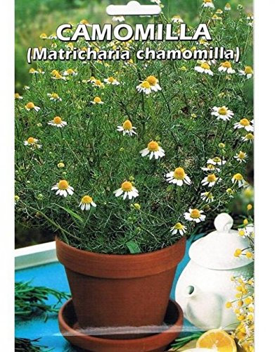 Vivai Le Georgiche CAMOMILLA (MATRICARIA CHAMOMILLA) (SEMENTE)