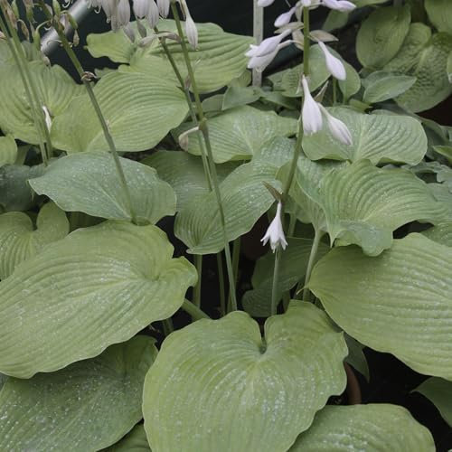 Perfect Plants - Hosta 'Blue Angel' – Large Leaf Hardy Perennial in a 17cm Pot – Great for Shady Areas