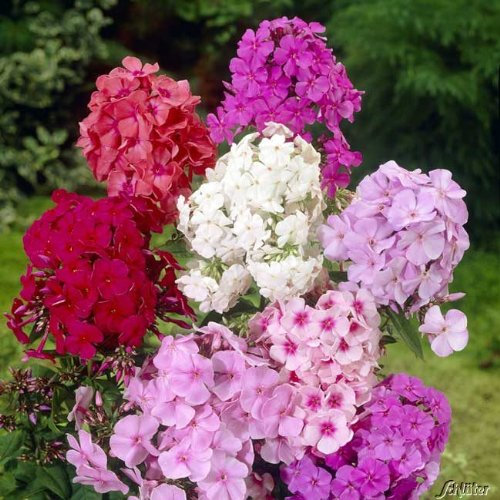 Gartenphlox Mischung - 4 Stück