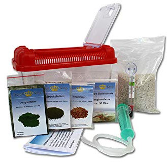 Triops King Urzeitkrebse Einsteiger Set II 50 Eier und einem roten Deckel - Inkl. Futter, Anleitung, Sand, Thermometer, Triopseiern der Art Longicaudatus und vielem mehr