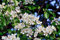 Müller Münchehof GmbH Baum des Jahres 1998 - Wildbirne im Container Größe 125 bis 150 cm