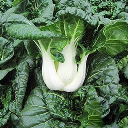 Pak Choi Bok choi Cavolo cinese semi sani semi vegetali biologici per giardino di casa, ad alto rendimento facile da coltivare 100 semi