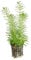 Pogostemon erectus - a beautiful aquarium plant that grows up to 40cm