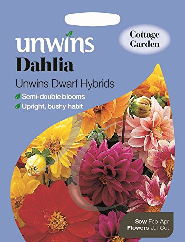 Unwins Pictorial Packet - Dahlia Unwins Dwarf Hybrids - 75 Seeds