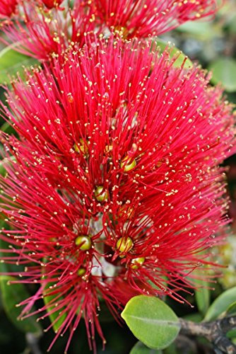 Neuseelän. Weihnachtsbaum - 50 Samen