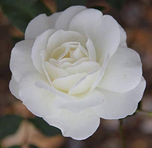 Rosa Climbing Rose 'Iceberg' Plant