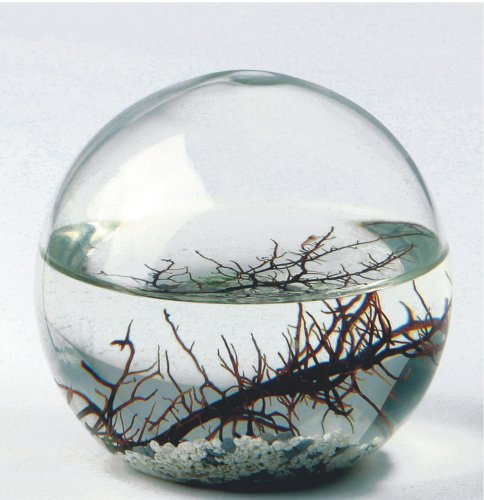EcoSphere - Kleine Kugel Durchmesser 10 cm - das kleinste Ökosystem nach einer Technologie der NASA
