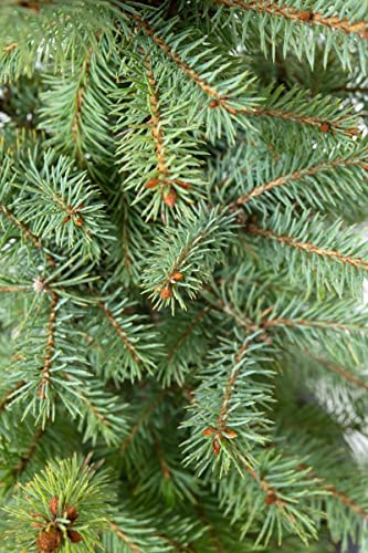 Blaufichte (Picea pungens), 25-50 cm, Wurzelware, 10 Stück | 5-jährig (2+3), Weihnachtsbaumkultur, frosthart