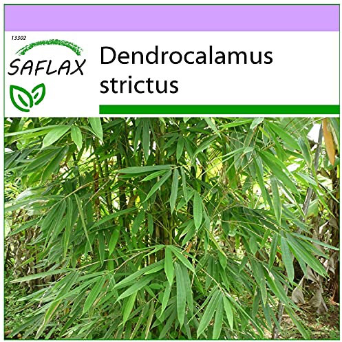 SAFLAX - Bambou mâle - 50 graines - Dendrocalamus strictus