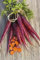 500 Semi viola carota Vegetable Seeds Carota Semi